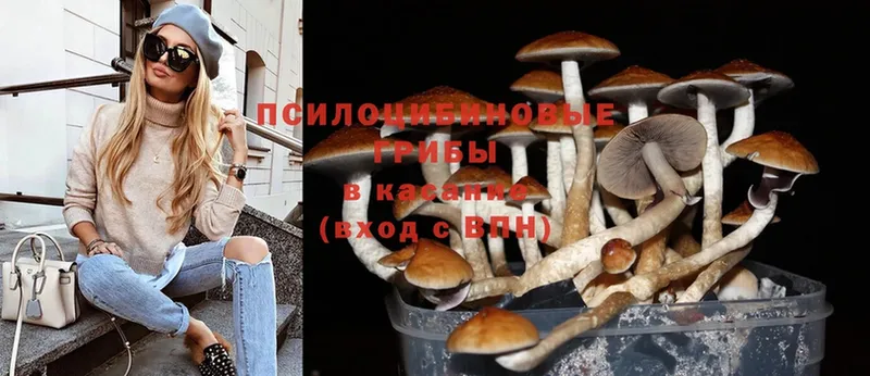 Галлюциногенные грибы Cubensis  Обнинск 