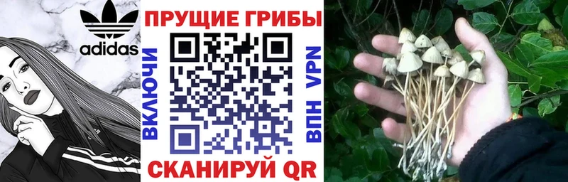 нарко площадка официальный сайт  OMG как зайти  Обнинск  Галлюциногенные грибы Psilocybine cubensis 